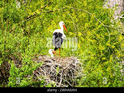 Die Weißstörche (Ciconia ciconia), die auf einem Baumnest ruhen Stockfoto