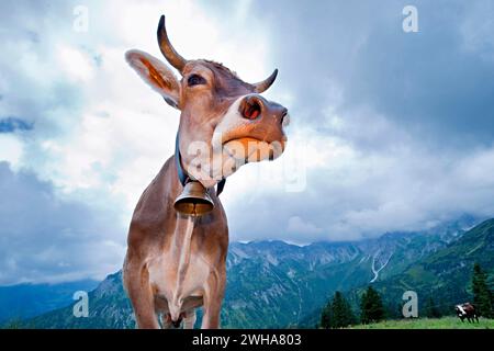 Junge Kuh bei Oberstdorf in den Allgäuer Alpen am Fellhorn vor dichten Wolken Stockfoto