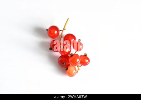 Ein Zweig mit roten Johannisbeeren, eine Perücke, liegt auf weißem Hintergrund. Stockfoto