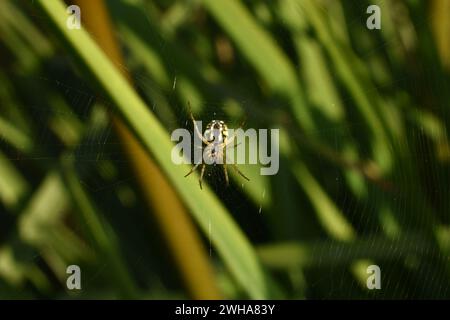 Eine Art Kugelspinne, die in der Mitte des Netzes sitzt. Stockfoto