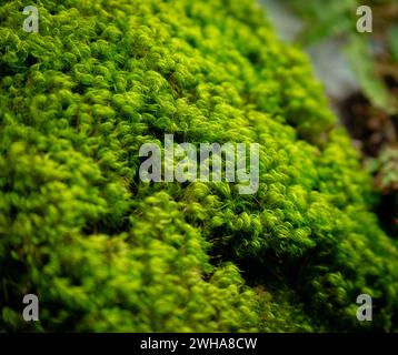 Eine Nahaufnahme von leuchtendem grünem Moos, das den Waldboden bedeckt Stockfoto