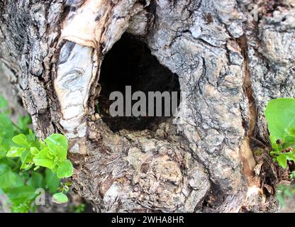 Junge schießt um die Höhle am Stamm eines alten Baumes Stockfoto