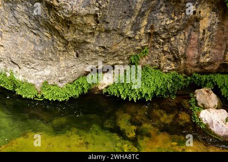 Maidenhaarfarn (Adiantum capillus-veneris) ist ein Farn der Familie der Pteridaceae. Dieses Foto wurde im Borosa River, Sierra de Cazorla Natural Park, Jae aufgenommen Stockfoto