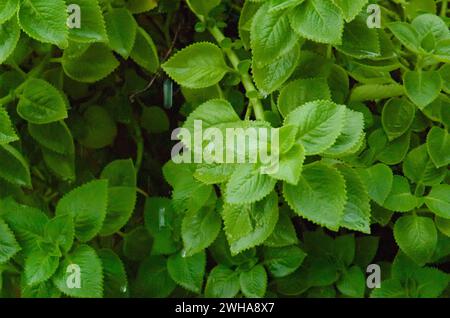 Muster frischer grüner Blätter von indischem Borretschbaum, bedeckt mit Regentropfen, rustikaler Borretschbaum (botanischer Name - Plectranthus amboinicus) Stockfoto