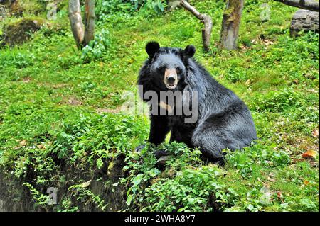 Asiatischer Schwarzbär, Ursus thibetanus, Zoologischer Park Himalaya, Darjeeling, Westbengalen, Indien, Asien Stockfoto