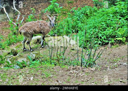 Bharal, Blauschaf, Pseudois nayaur, Zoologischer Park Himalaya, Darjeeling, Westbengalen, Indien, Asien Stockfoto
