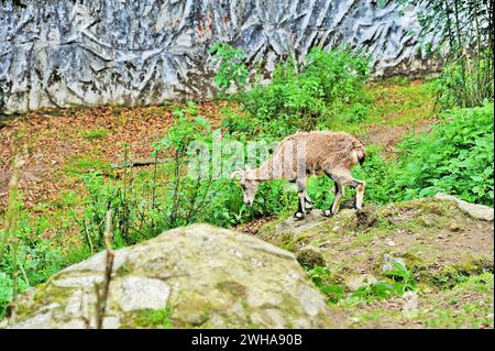 Bharal, Blauschaf, Pseudois nayaur, Zoologischer Park Himalaya, Darjeeling, Westbengalen, Indien, Asien Stockfoto