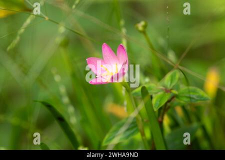 Eine wunderschöne einsame Regenlilienblume im Garten. Auch bekannt als Zephyranthes grandiflora. Stockfoto