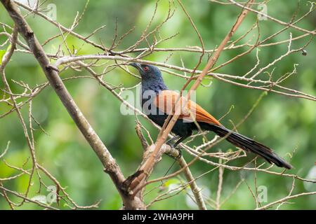 Ein wunderschöner Großcoucal (Centropus sinensis), auch Krähenfasan genannt, steht auf einem Ast ohne Blätter im Garten. Stockfoto