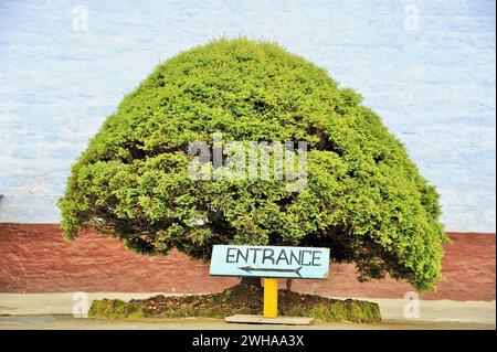 Eingang Bonsai Baum, Pemayangtsi Buddhistisches Kloster, Pemayangtse, Pelling, Sikkim, Indien, Asien Stockfoto