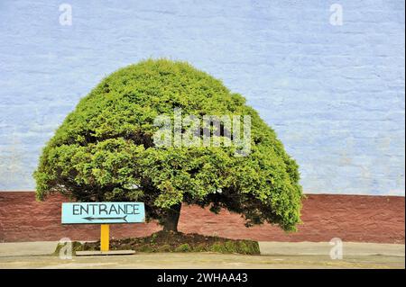 Eingang Bonsai Baum, Pemayangtsi Buddhistisches Kloster, Pemayangtse, Pelling, Sikkim, Indien, Asien Stockfoto