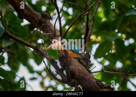 Storch schnabelte eisvogel oder Baum eisvogel oder Pelargopsis capensis Vogel Nahaufnahme thront auf Baumzweig natürlichen grünen Hintergrund während der Wintersaison Stockfoto