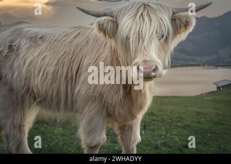Almkühe weiden im Sommer auf Almwiesen. Stockfoto