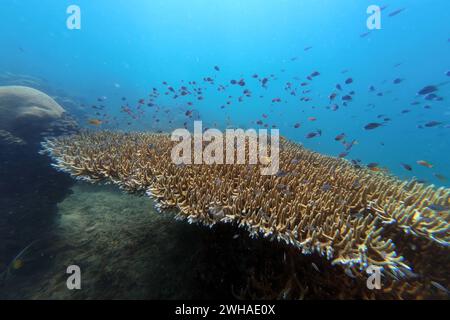 02.11.2023, Gili Asahan, Lombok, IDN - Fischschwarm im Meer ueber einem Korallenriff. Asiatisch, Asien, Aussen, Aussenaufnahme, Biologie, Fauna, Fische, Fischschwarm, Gewaesser, Gili Asahan, Indonesisch, indonesisch, Korallen, Korallenriff, Lombok, Meer, Meeresfische, Meerestiere, Meerwasserfische, Natur, niemand, Ozean, QF, Querformat, Salzwasserfische, Suedostastien, Tiere, Tierreich, Tierwelt, unter Wasser, Unterwasser, Unterwasseraufnahme, Unterwasserwelt, Wasser 231102D136LOMBOK.JPG *** 02 11 2023, Gili Asahan, Lombok, IDN Fischschule im Meer über einem Korallenriff asiatisch, Asien, Outdoor, o Stockfoto