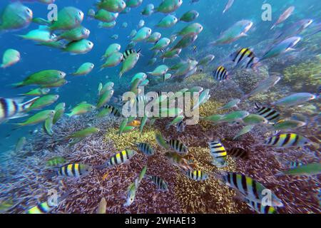 02.11.2023, Gili Asahan, Lombok, IDN - Fischschwarm im Meer ueber einem Korallenriff. Asiatisch, Asien, Aussen, Aussenaufnahme, Biologie, Fauna, Fische, Fischschwarm, Gewaesser, Gili Asahan, Indonesisch, indonesisch, Korallen, Korallenriff, Lombok, Meer, Meeresfische, Meerestiere, Meerwasserfische, Natur, niemand, Ozean, QF, Querformat, Salzwasserfische, Suedostastien, Tiere, Tierreich, Tierwelt, unter Wasser, Unterwasser, Unterwasseraufnahme, Unterwasserwelt, Wasser 231102D138LOMBOK.JPG *** 02 11 2023, Gili Asahan, Lombok, IDN Fischschule im Meer über einem Korallenriff asiatisch, Asien, Outdoor, o Stockfoto
