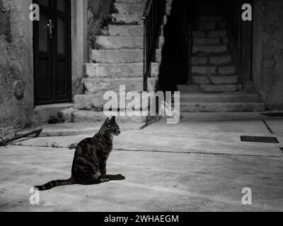 Cres, Kroatien - 24. Oktober 2022: Enge Straße von Cres in der Nacht, schwarze Katze sitzt auf der Straße, schwarz-weiß Stockfoto