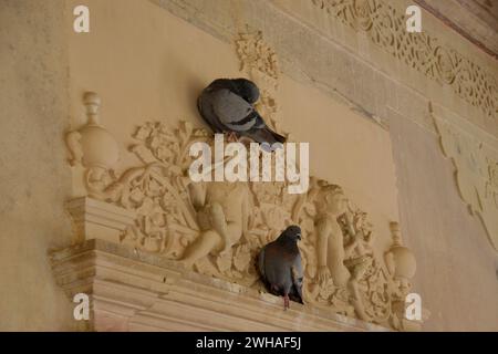 Taube auf komplizierten Schnitzereien im Gaitore Ki Chhatriyan (königliches Krematorium), Jaipur, Rajasthan, Indien Stockfoto