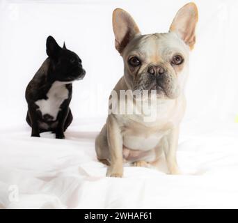 Ein Porträt zweier französischer Bulldogge-Welpen Stockfoto