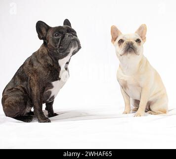 Ein Porträt zweier französischer Bulldogge-Welpen Stockfoto