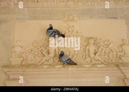 Taube auf komplizierten Schnitzereien im Gaitore Ki Chhatriyan (königliches Krematorium), Jaipur, Rajasthan, Indien Stockfoto