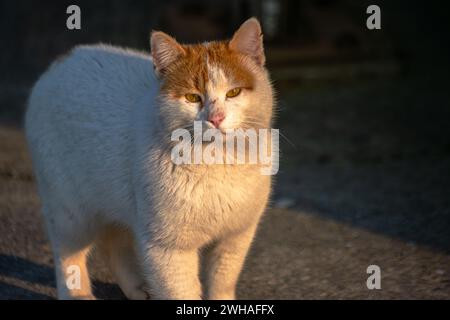 Eine streunende Katze, die mit einem besinnlichen Blick weit weg blickt, Einsamkeit und einen nachdenklichen Moment inmitten der städtischen Landschaft ausdrückt Stockfoto