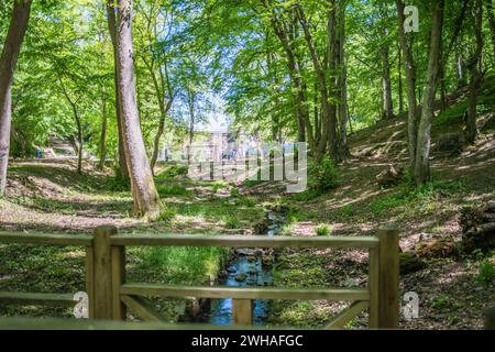 Ein ruhiger und grüner Wald, eine Oase der Ruhe, die die Schönheit der Natur und die friedliche Harmonie eines blühenden Waldes zeigt. Stockfoto