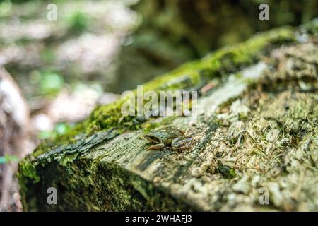 Ein kleiner Frosch auf einem Baumstamm im Wald, der die lebendigen Farben und winzigen Wunder der Natur im Waldgebiet zeigt Stockfoto