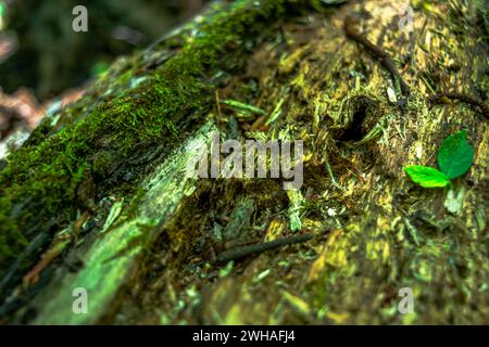 Ein kleiner Frosch auf einem Baumstamm im Wald, der die lebendigen Farben und winzigen Wunder der Natur im Waldgebiet zeigt Stockfoto