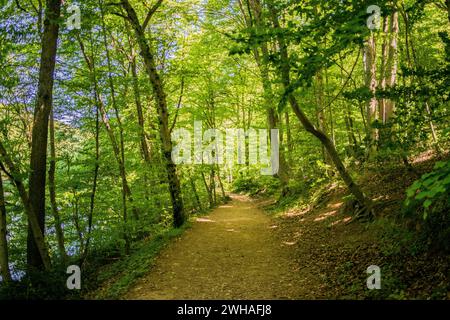 Eine ruhige Waldstraße schlängelt sich zwischen den Bäumen und bietet einen malerischen und ruhigen Pfad für eine immersive Reise durch die üppigen Wälder Stockfoto