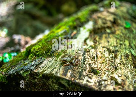 Ein kleiner Frosch auf einem Baumstamm im Wald, der die lebendigen Farben und winzigen Wunder der Natur im Waldgebiet zeigt Stockfoto