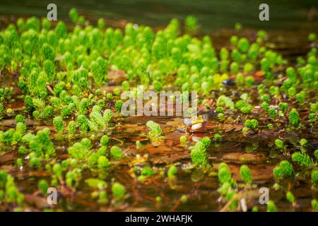 Ein Frosch, der Geräusche macht, die mit Schallgefäßen aufgenommen werden, und fügt sein melodisches Quetschen der natürlichen Symphonie des Amphibienchors im Freien hinzu Stockfoto