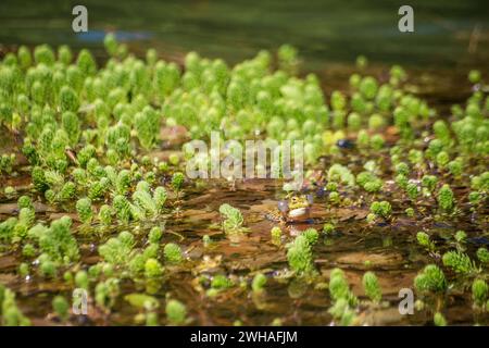 Ein Frosch, der Geräusche macht, die mit Schallgefäßen aufgenommen werden, und fügt sein melodisches Quetschen der natürlichen Symphonie des Amphibienchors im Freien hinzu Stockfoto