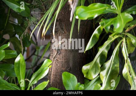 Eine Garteneidechse, auch bekannt als Blutsauger, thront anmutig auf einem Baum und zeigt lebendige Schuppen und Reptilien-Eleganz in ihrem natürlichen Lebensraum Stockfoto