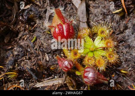 Albany-Kannenpflanze (Cephalotus follicularis), Keimling mit Zwergsonnentau (Drosera pulchella) in einem natürlichen Lebensraum in Westaustralien Stockfoto