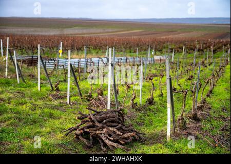 Geschnittene Weinreben, Winterzeit auf Champagne Grand Cru Weinbergen in der Nähe von Verzenay und Mailly, Reihen alter Weinreben ohne Blätter, Weinherstellung in Frankreich Stockfoto