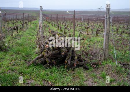 Geschnittene Weinreben, Winterzeit auf Champagne Grand Cru Weinbergen in der Nähe von Verzenay und Mailly, Reihen alter Weinreben ohne Blätter, Weinherstellung in Frankreich Stockfoto