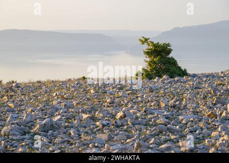 Felsige Oberfläche und ein einziger Busch, Abend auf der Insel Cres (Kroatien) Stockfoto