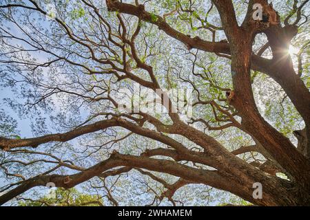 Zweig eines großen Baumes gegen den Himmel Stockfoto