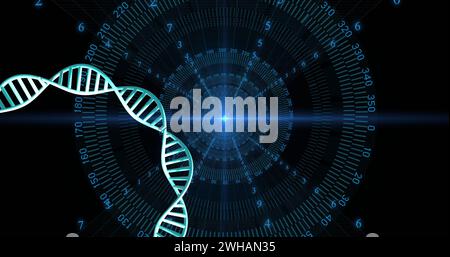 Bild des dna-Strangs, der sich mit Datenverarbeitung über schwarzem Hintergrund dreht Stockfoto