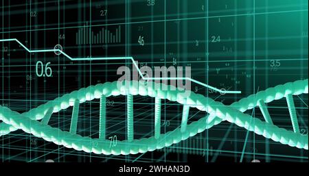 Bild eines dna-Strangs, der sich über der Datenverarbeitung dreht, auf schwarzem Hintergrund Stockfoto
