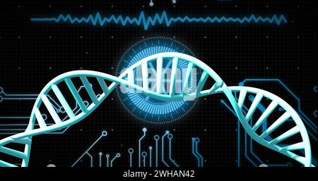 Bild eines dna-Strangs, der sich über der Datenverarbeitung dreht, auf schwarzem Hintergrund Stockfoto