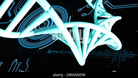 Bild des dna-Strangs, der sich mit Datenverarbeitung über schwarzem Hintergrund dreht Stockfoto