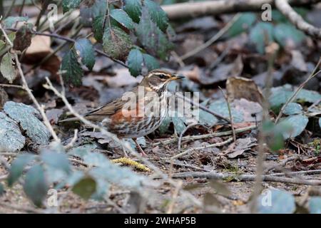 Rotflügelturdus iliacus, rostrote Unterflügel und Flanken weißes Auge und Wangenstreifen dunkel geflecktes weißliches Unterteil braunes Oberteil Spätwinter UK Stockfoto