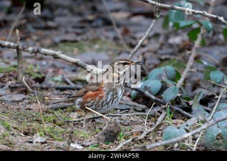 Rotflügelturdus iliacus, rostrote Unterflügel und Flanken weißes Auge und Wangenstreifen dunkel geflecktes weißliches Unterteil braunes Oberteil Spätwinter UK Stockfoto