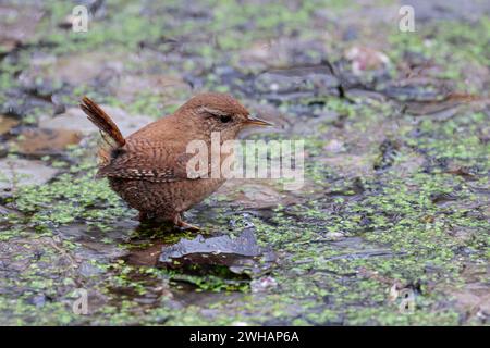 Wren Troglodytes x2, gehen auf Wasserteich Unkraut auf der Jagd auf kleinen dumpfen Vogel braunen Rücken und kurze Hahnschwanz blasser Unterseite blasser Linie über Auge feine Schnur Stockfoto