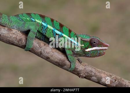 Chamäleon Panther hängt in einem Baumzweig Stockfoto