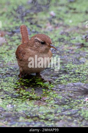 Wren Troglodytes x2, gehen auf Wasserteich Unkraut auf der Jagd auf kleinen dumpfen Vogel braunen Rücken und kurze Hahnschwanz blasser Unterseite blasser Linie über Auge feine Schnur Stockfoto