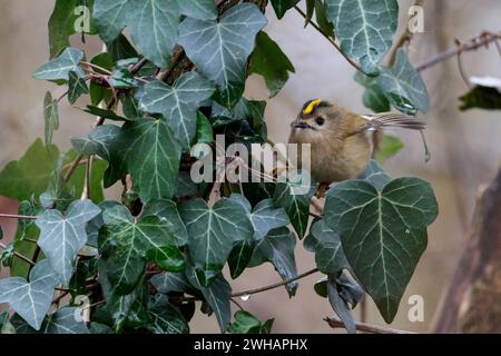 Goldcrest regulus x2, weiblicher Vogel gelbes Wappen mit schwarzem, mattem Grün über weißlichem Unterteil, doppelten weißen Flügelstangen, die in Efeu jagen Stockfoto