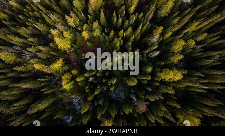 Drohnenbäume im Herbst von Birds Eye View Washington Stockfoto