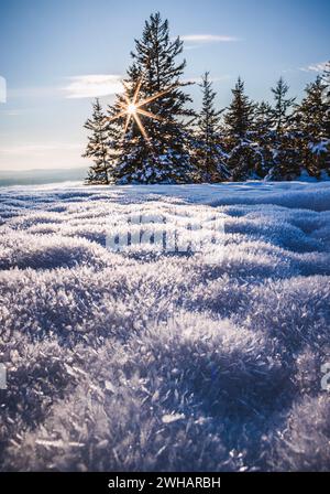 Im Winter scheint die Sonne durch Bäume auf Schnee, Bucksport, Maine Stockfoto